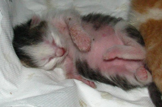 Tako je v začetku avgusta izgledala mala Čačka - v mesecu in pol je sicer precej zrasla, vendar bo v zavetišču preživela še nekaj časa. Foto: Zavetišče Ljubljana